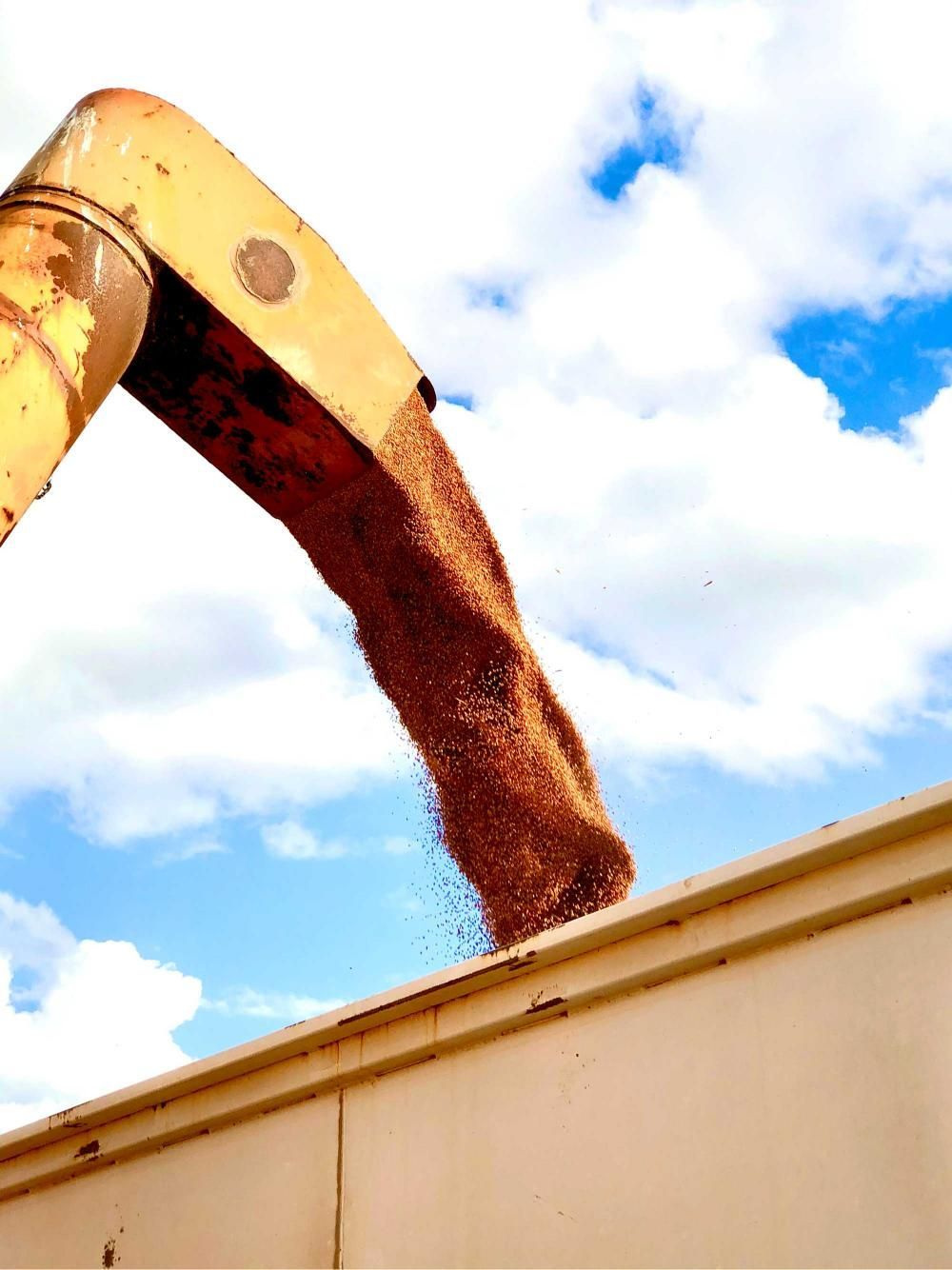 Tractor is Pouring Grain Into a Container With a Blue Sky — MFM Soil Solutions in Ball Bay, QLD