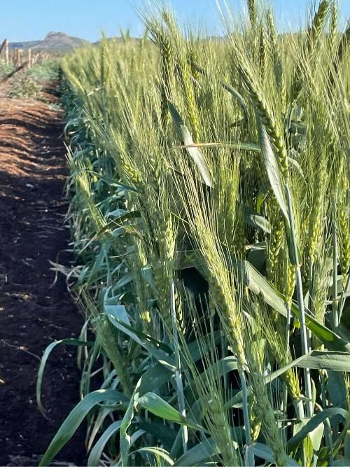 Row of Wheat Plants Growing in a Field — MFM Soil Solutions in Bowen, QLD