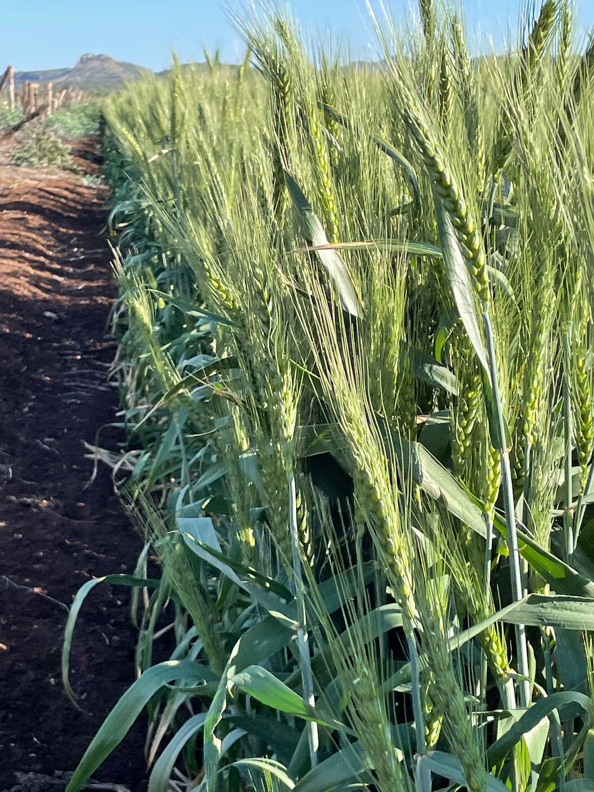 Row of Wheat Plants Growing in a Field — MFM Soil Solutions in Ball Bay, QLD