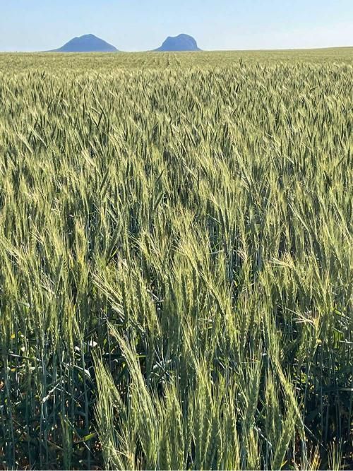 Field of Wheat With Mountains — MFM Soil Solutions in Cairns, QLD