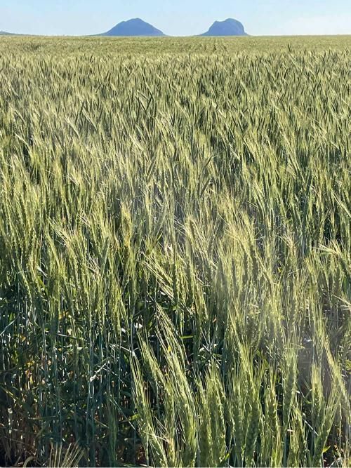 Field of Wheat With Mountains — MFM Soil Solutions in Ball Bay, QLD