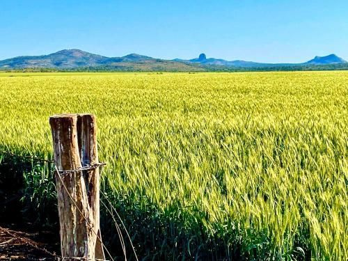 Wooden Post in the Middle of a Field of Wheat — MFM Soil Solutions in Ball Bay, QLD