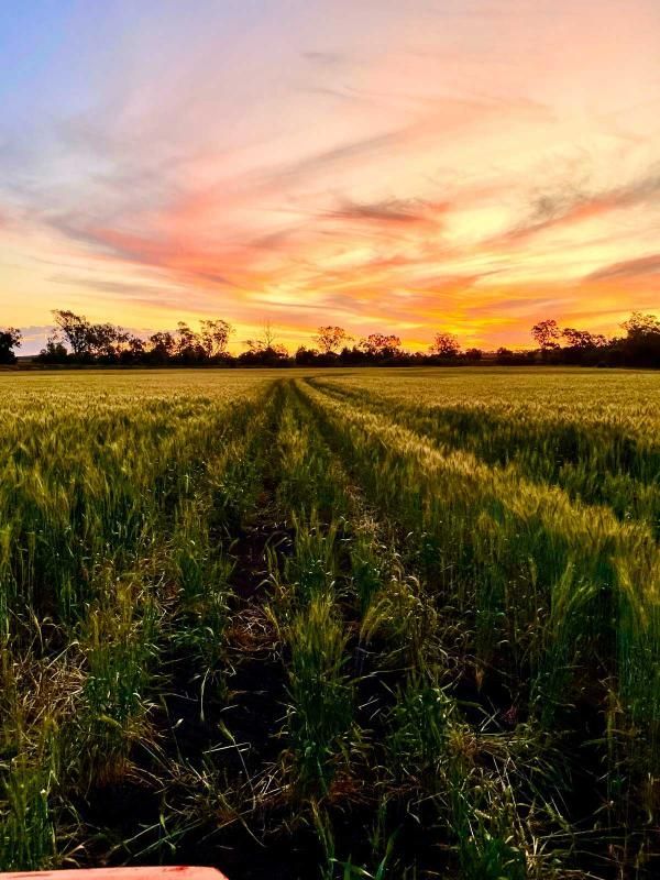 Field of Grass With a Sunset — MFM Soil Solutions in Bowen, QLD