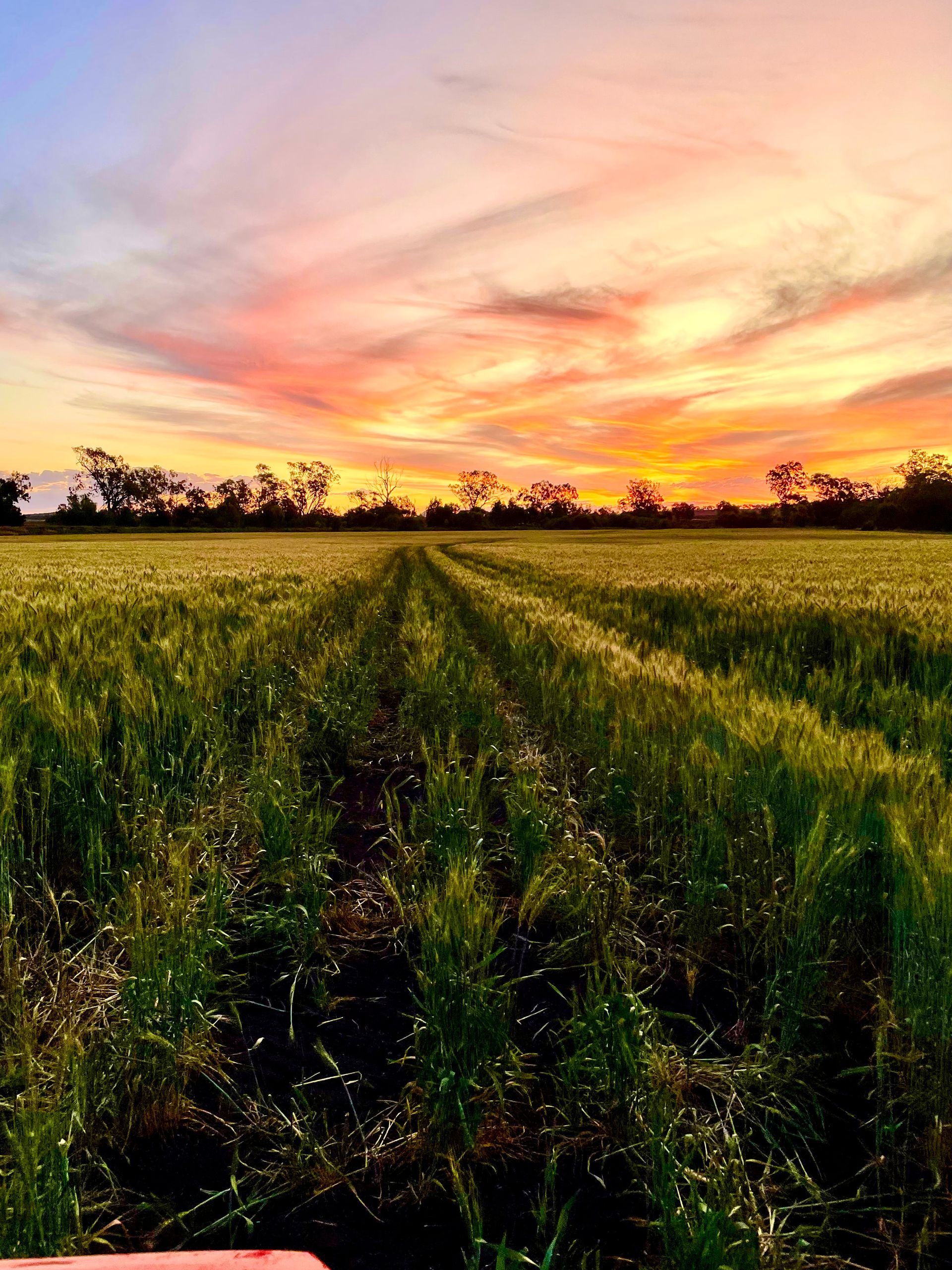 Field of Grass With a Sunset — MFM Soil Solutions in Ball Bay, QLD