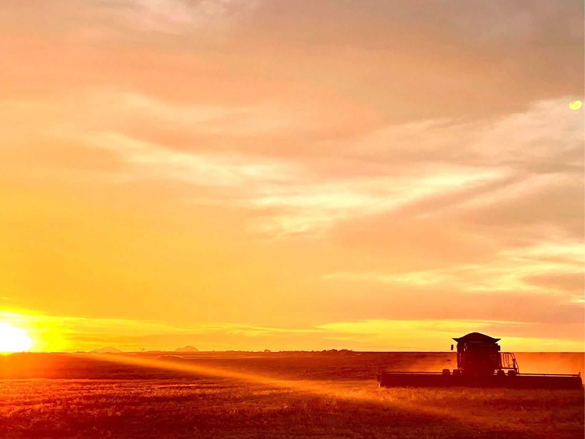 Combine Harvester is Working in a Field at Sunset — MFM Soil Solutions in Ball Bay, QLD