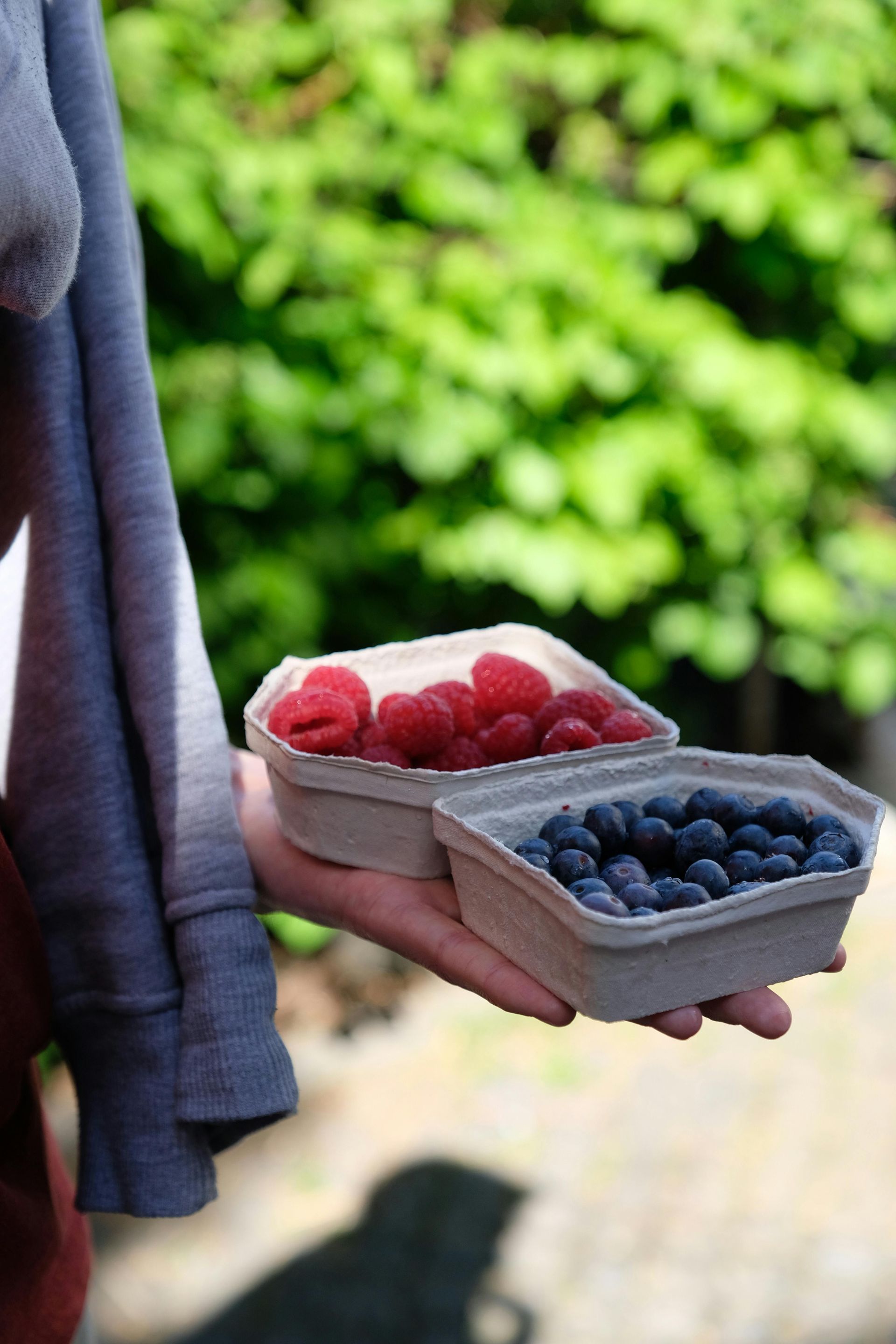 Person holding two containers of fresh raspberries and blueberries.