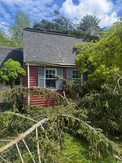emergency tree removal