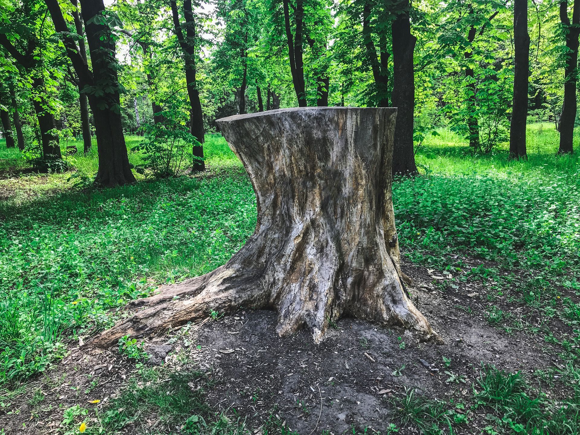 tree stump