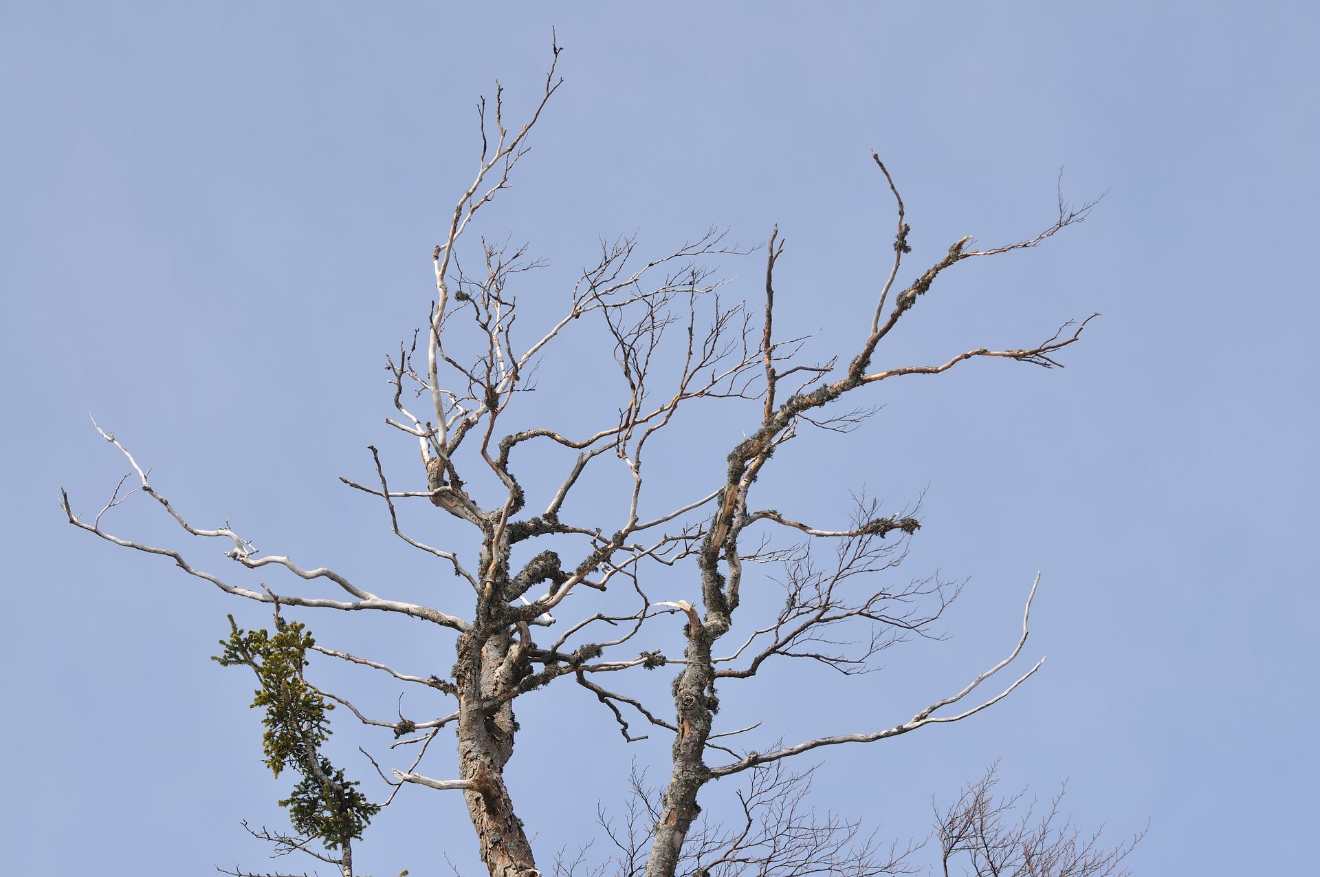 dying tree