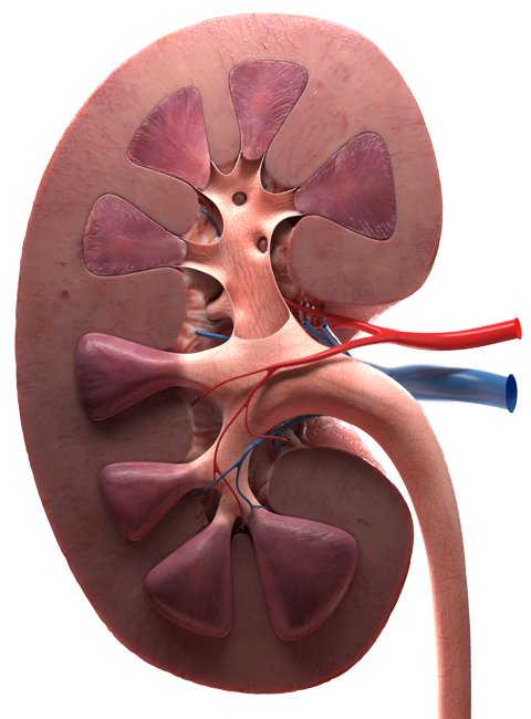 UROLOGIA Y NEFROLOGIA