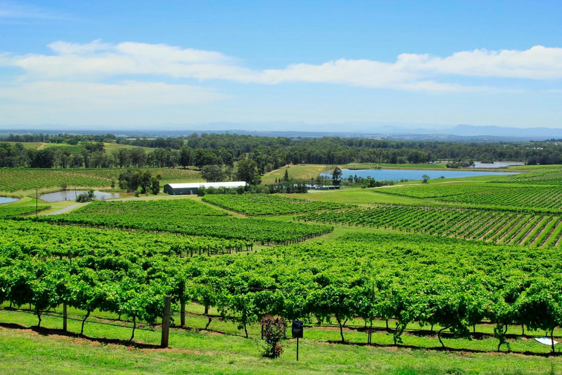 view of Hunter Valley vineyard: NSW mortgage brokers help homebuyers with home loans.