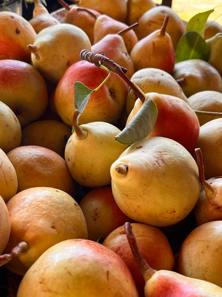 Primo piano di un grande grappolo di pere fresche e mature con buccia gialla e rossa, alcune con piccole foglioline verdi.