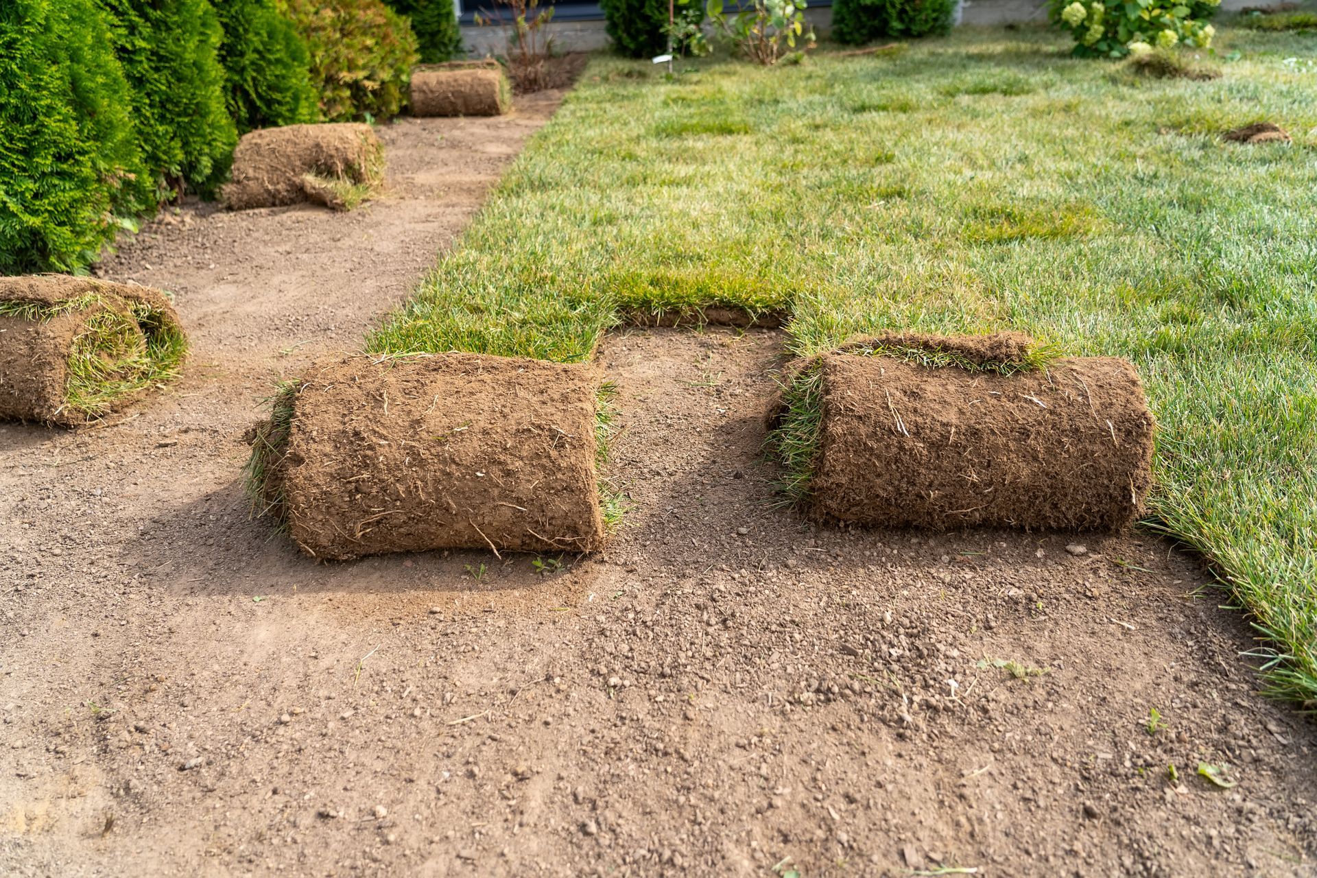 Des rouleaux de gazon sont posés sur le sol dans une cour.