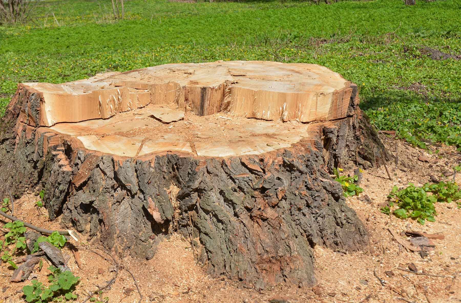 Stump grinder shredding a tree stump, creating wood chips. Yellow machine, outdoor setting.