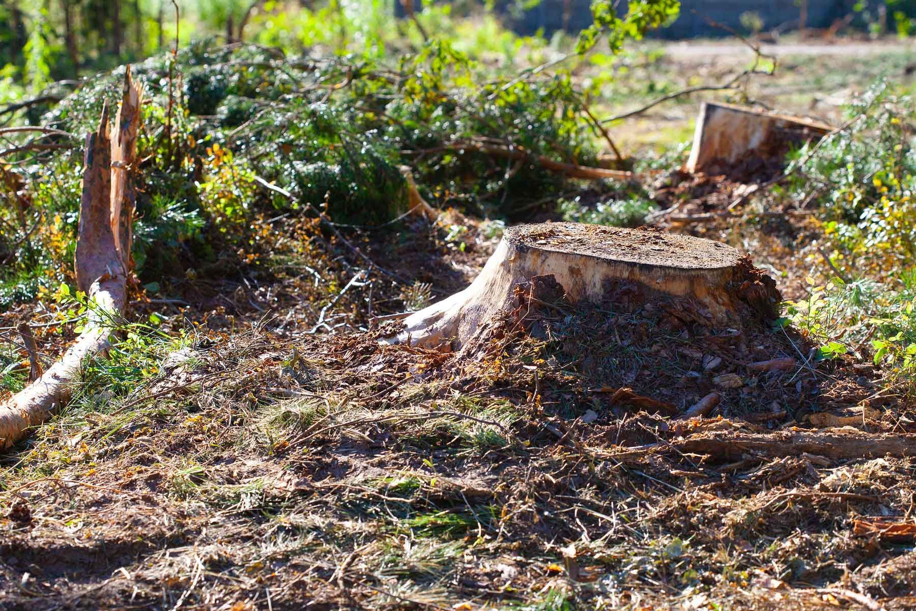 Tree stump in a grassy area. Brown wood with a cracked top, surrounded by green grass and dirt.