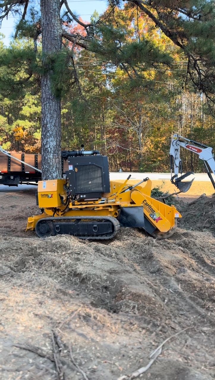 Arborist in orange jumpsuit secured to a birch tree, working on branches with ropes, blue sky.