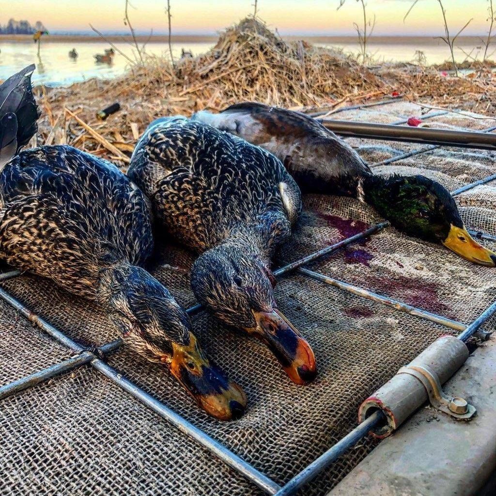 Three dead ducks lying on a dock net beside water at sunrise