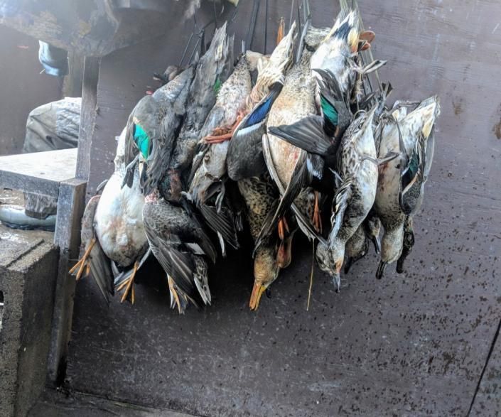 Fresh fish hanging in a row at a market stall, with ice and a wet counter nearby