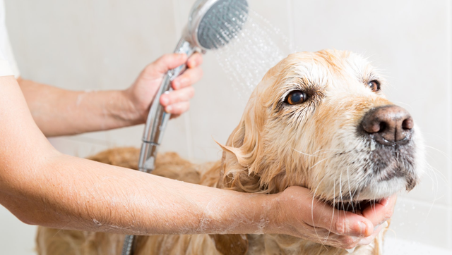 how-much-does-a-dog-wash-cost