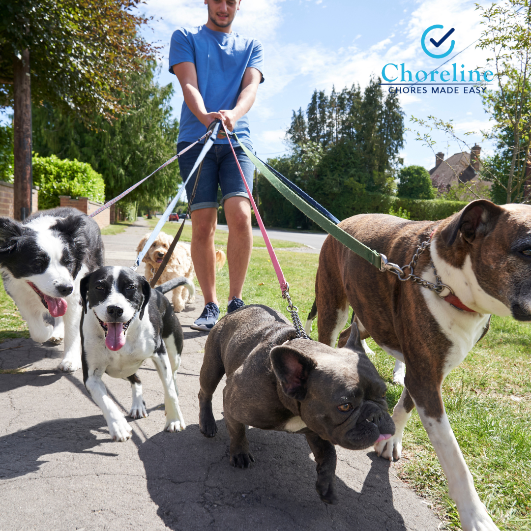 a man is walking a group of dogs on a leash