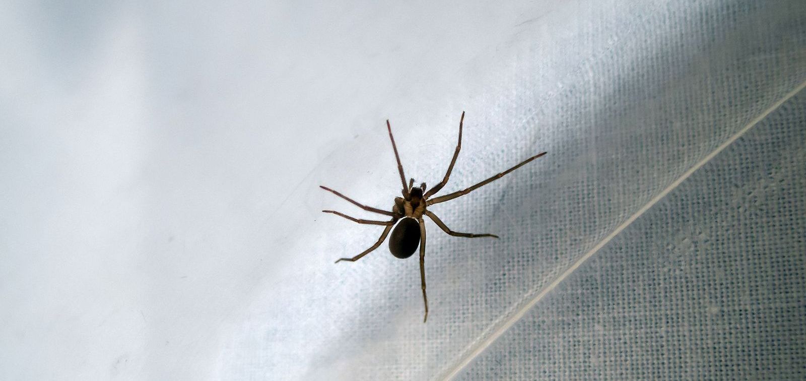 highly venomous brown recluse spider