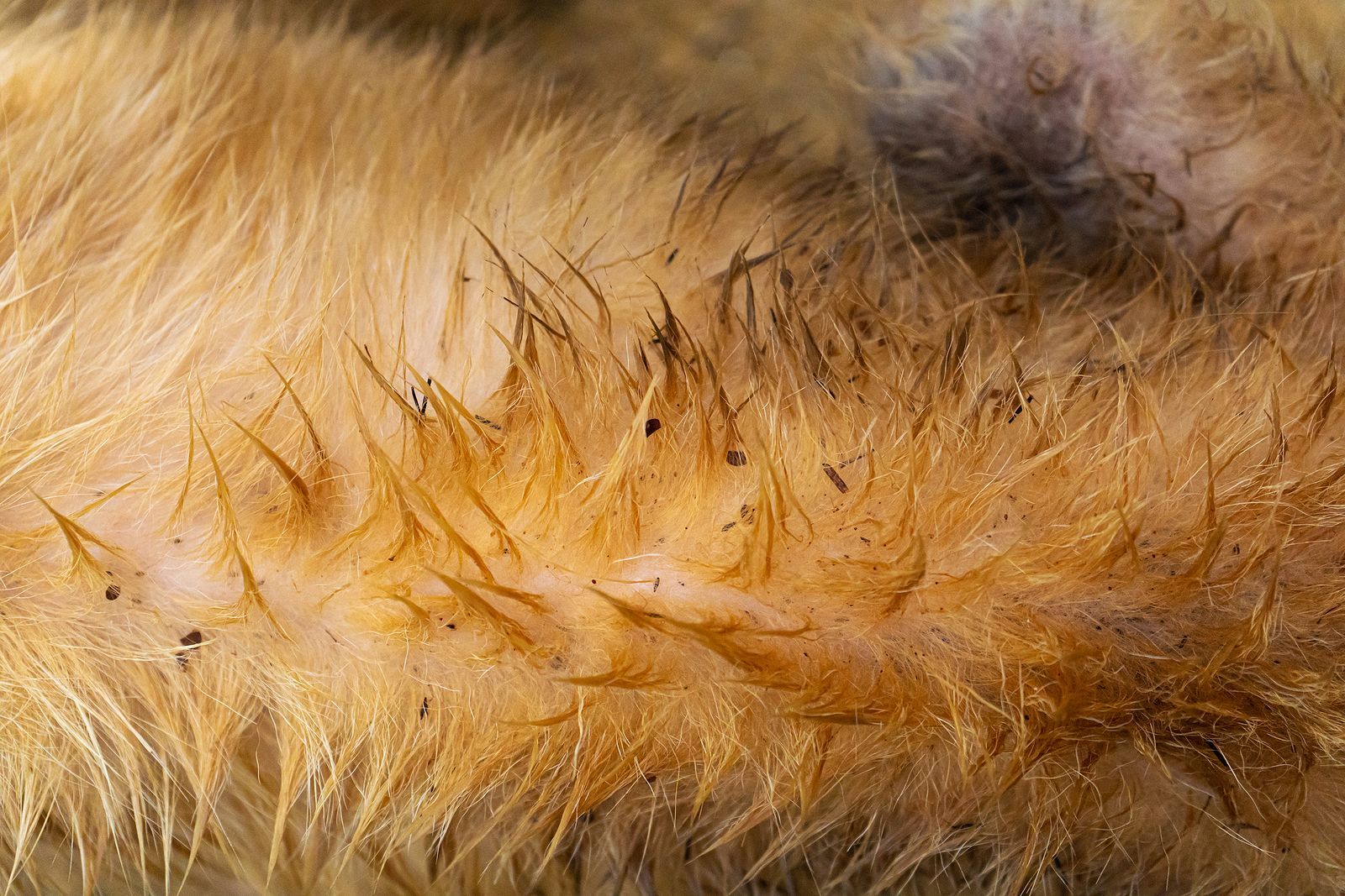 fleas in dog fur