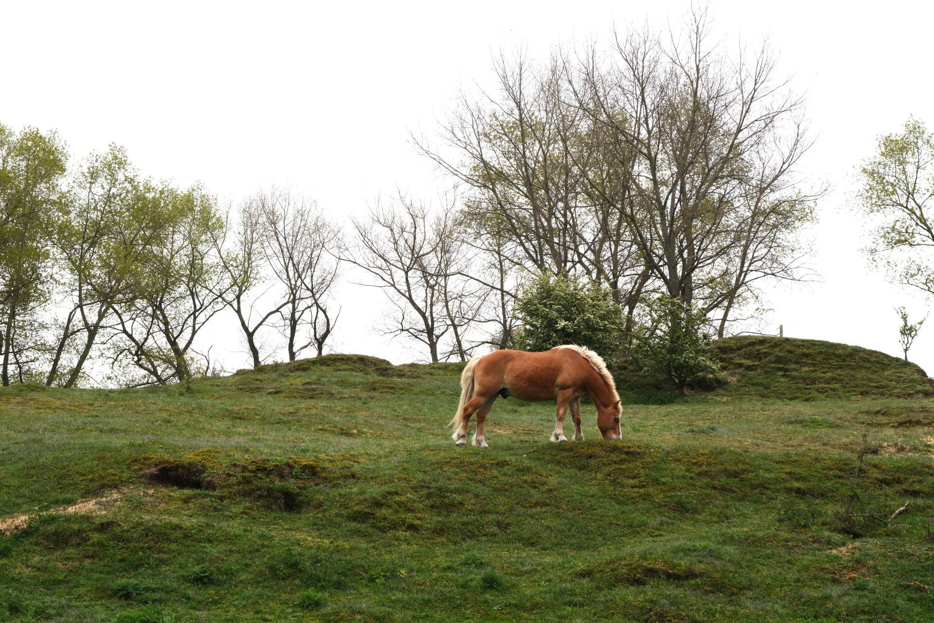 Brown horse grazing on a grassy hillside with sparse trees under an overcast sky