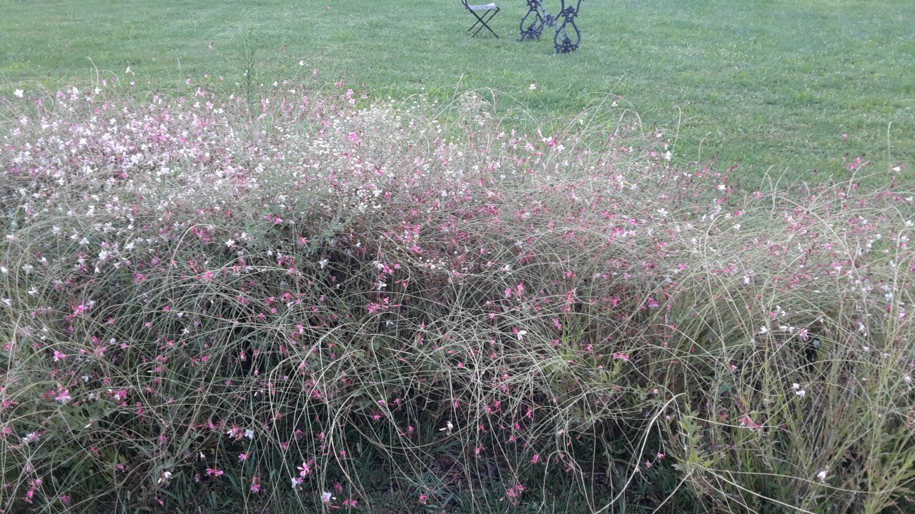 siepe dopo intervento di giardinaggio