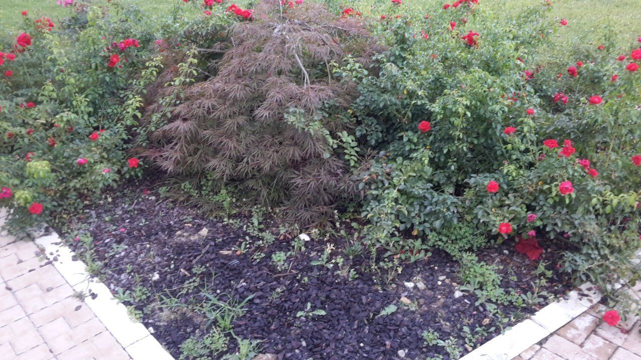 giardino dopo intervento di potatura