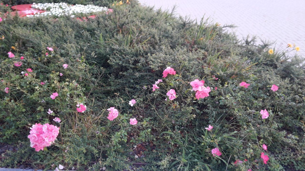 siepe dopo intervento di potatura