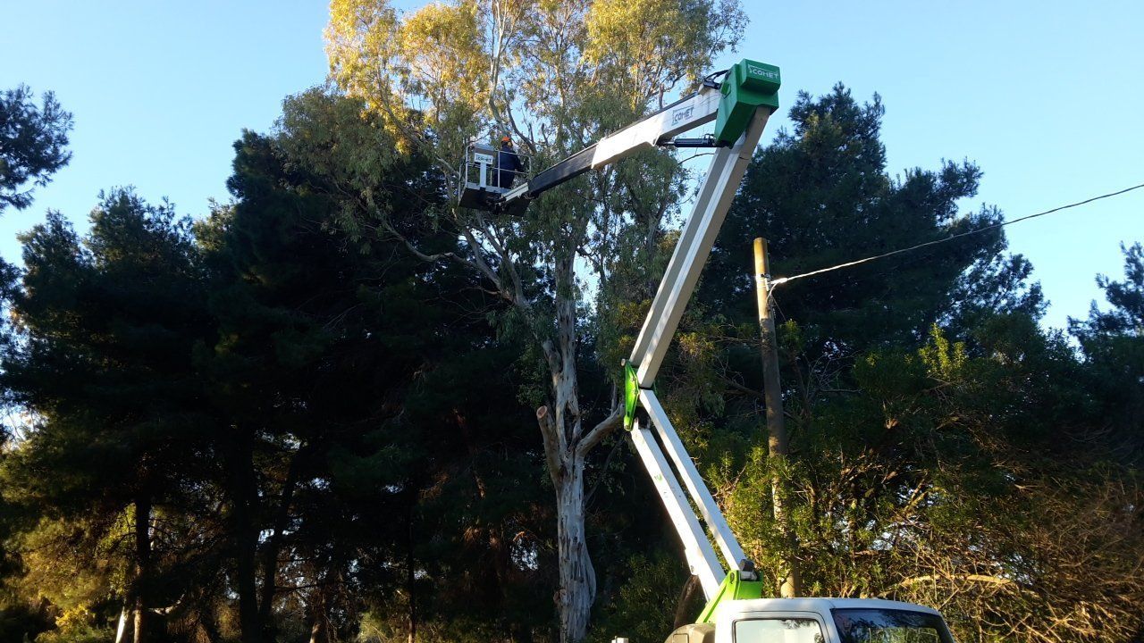 potatura di pianta con piattaforma aerea