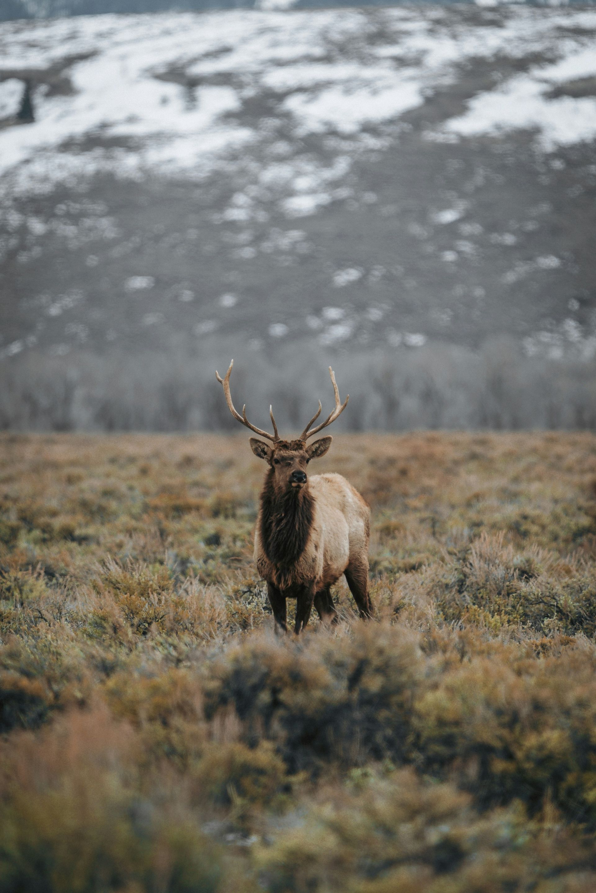 A deer is standing in a field with snow on the mountains in the background.