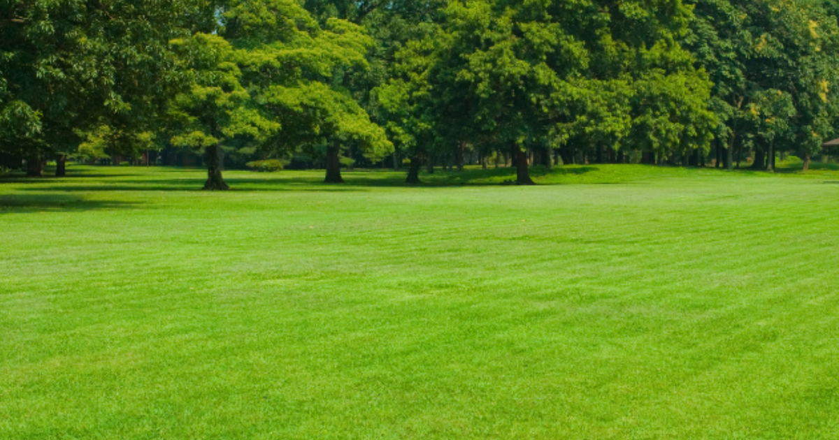 Lawn Weed Control Service | Chesterfield Lawns & Landscapes