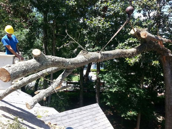 Tree Removal Services — Tree Removal in Jacksonville, FL