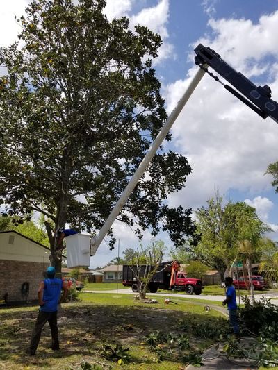 Trimming and Pruning | Jacksonville, FL | Odom’s Beaches Tree Service