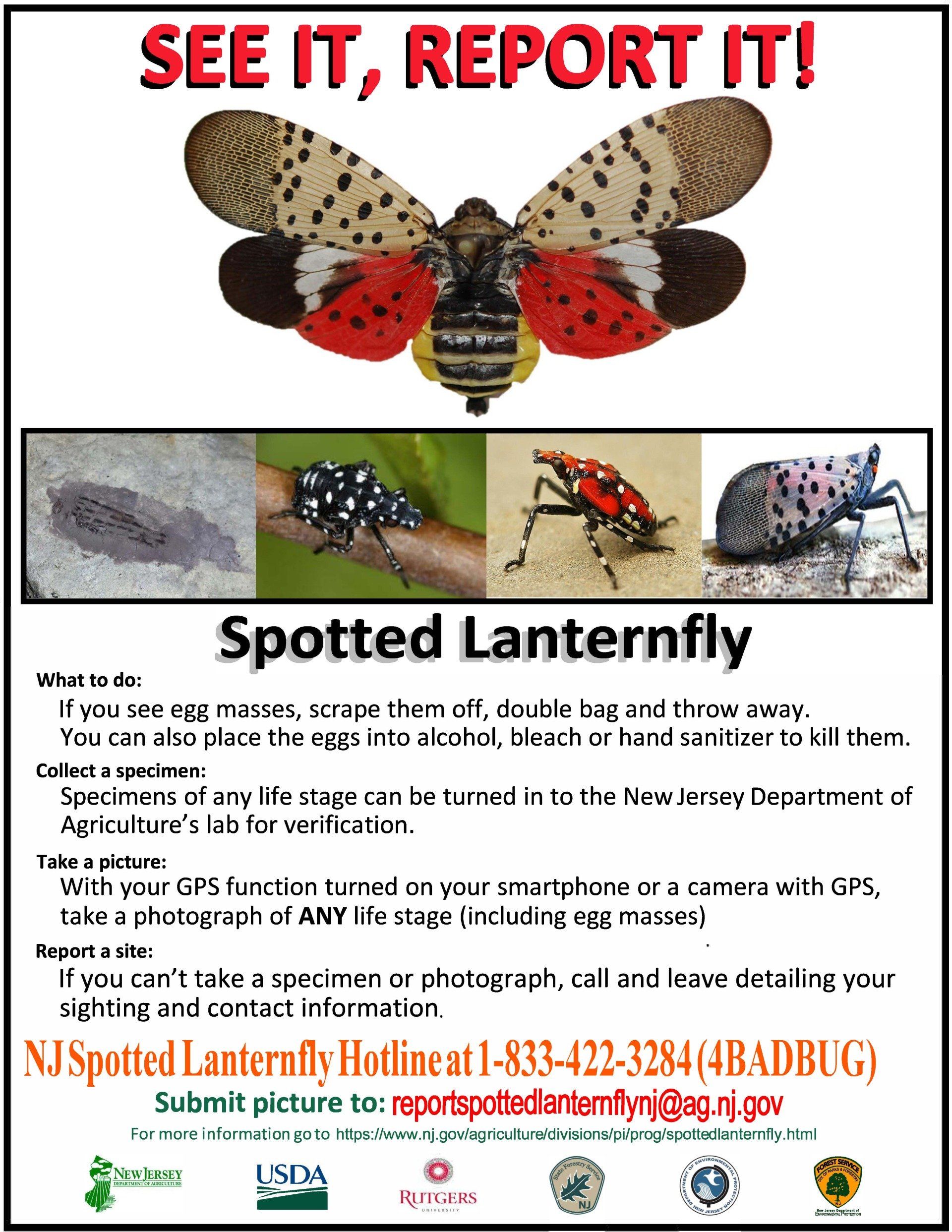 spotted-lantern-fly-instructions