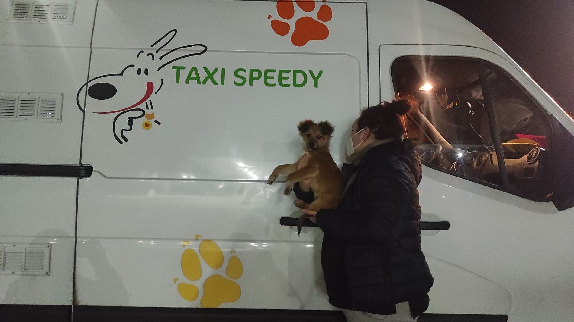 staff durante il trasporto di un cane