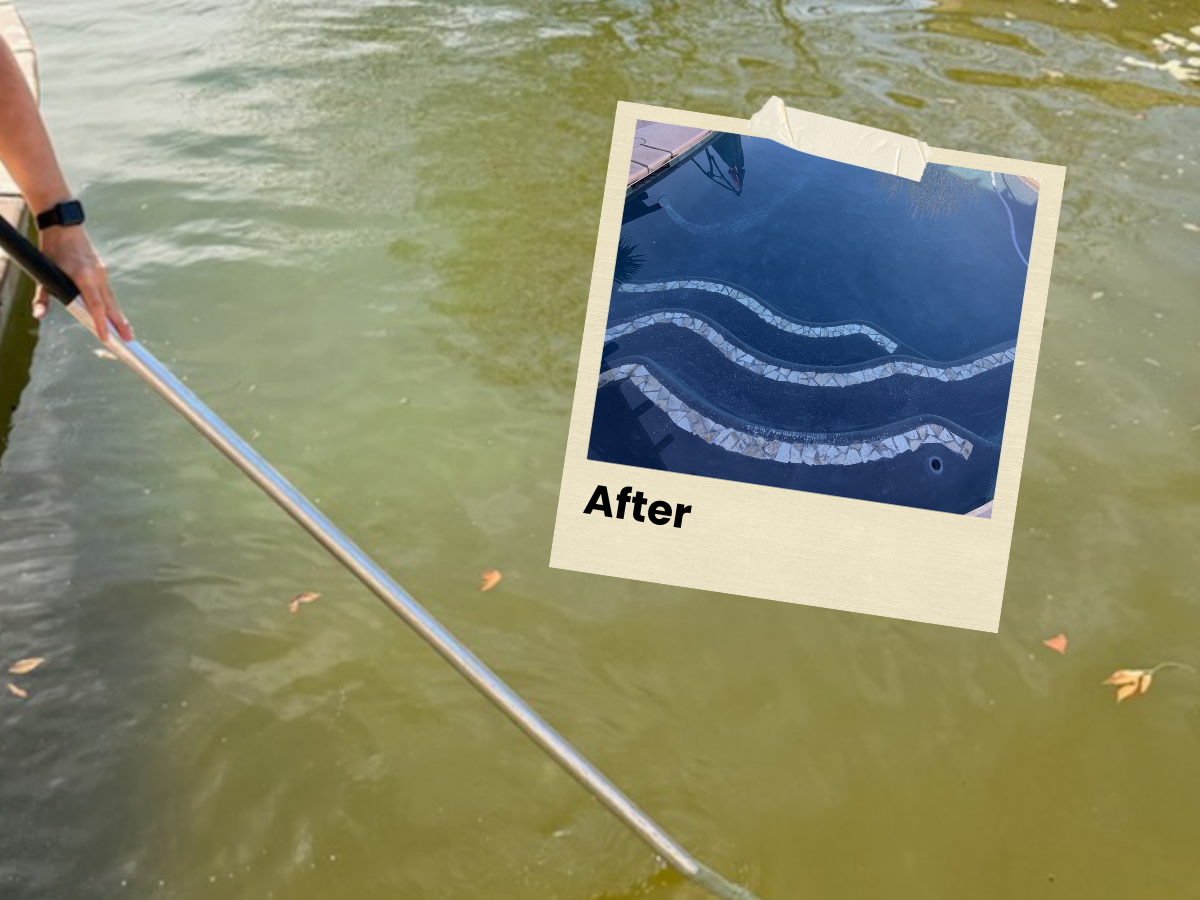 green pool water being cleaned by a pool professional with an after image of a clean pool,