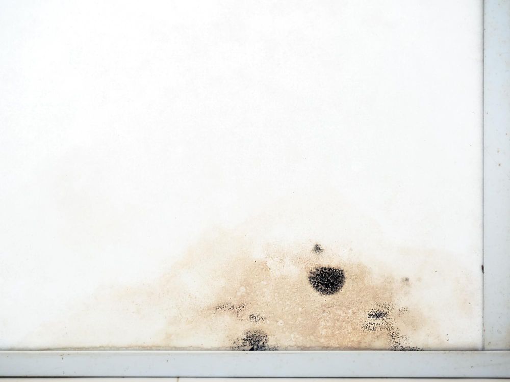 a white wall with black mold growing on it .