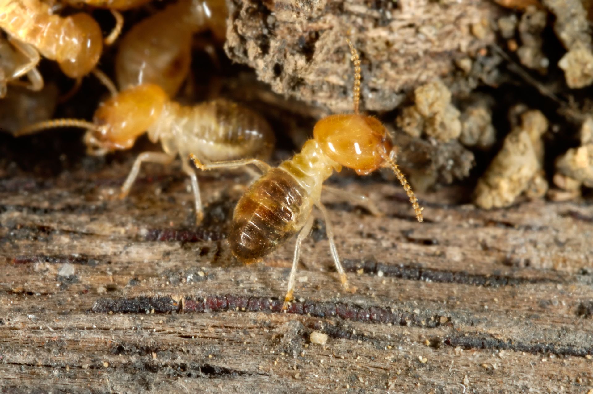 Pest Termites — Fort Worth, TX — Gayle Pest & Termite