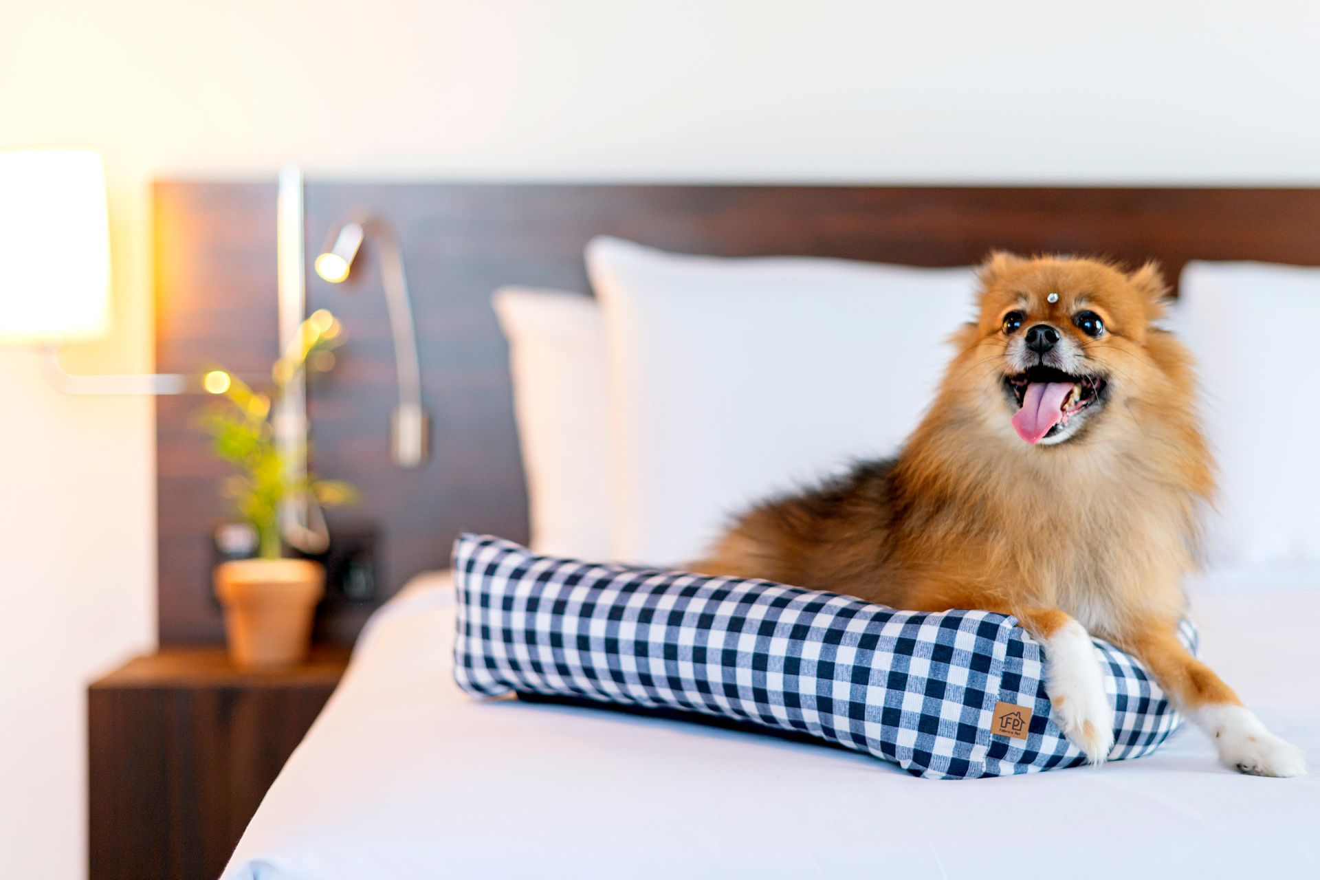 Um cão da Pomerânia com a língua de fora descansa em uma cama xadrez azul e branca em cima de uma cama de hotel.