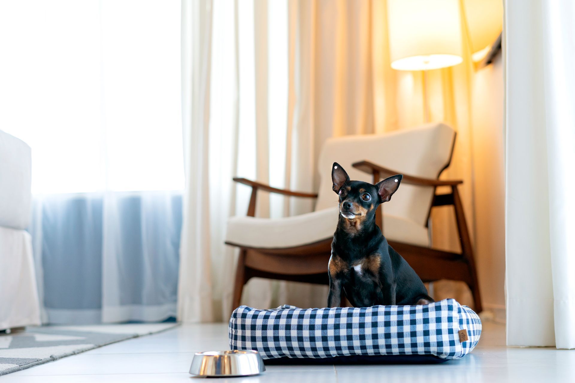 Um cão preto e castanho está sentado alerta em uma cama xadrez azul e branca ao lado de uma tigela de comida na sala de estar.