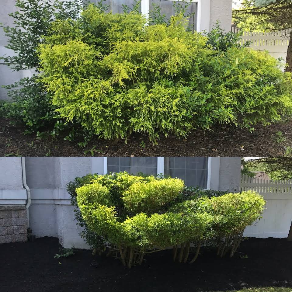 Before and After Trim Plant — Egg Harbor Township, NJ — EV Lawn and Landscape