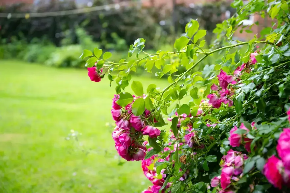 Oaklands Residential Care Home, Methley, Leeds | A bush with pink flowers and green leaves in a garden.