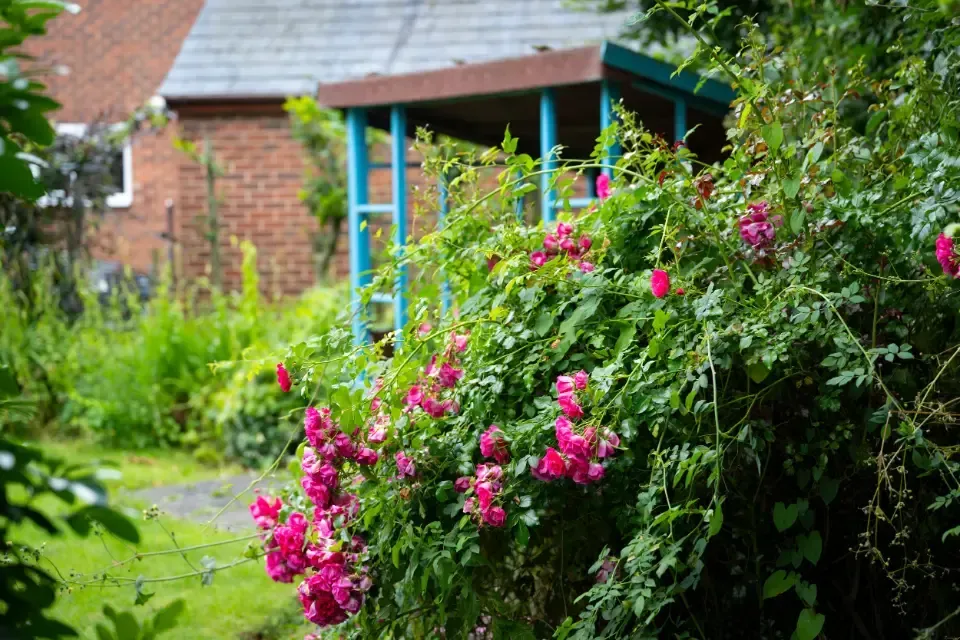 Oaklands Residential Care Home, Methley, Leeds | A bush with pink flowers growing in front of a house.