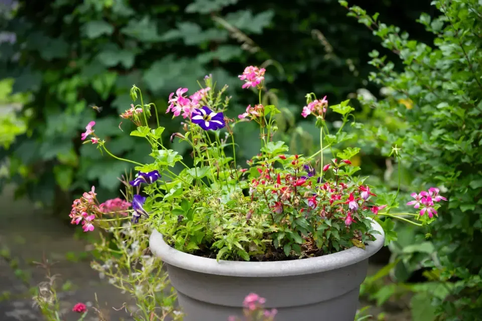 Oaklands Residential Care Home, Methley, Leeds | A potted plant with pink and purple flowers in a garden.