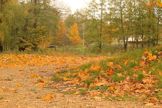 A dirt road with leaves on the ground and trees in the background