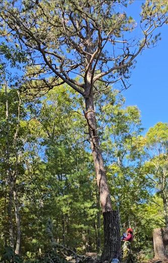 A man is climbing a tree in the woods.