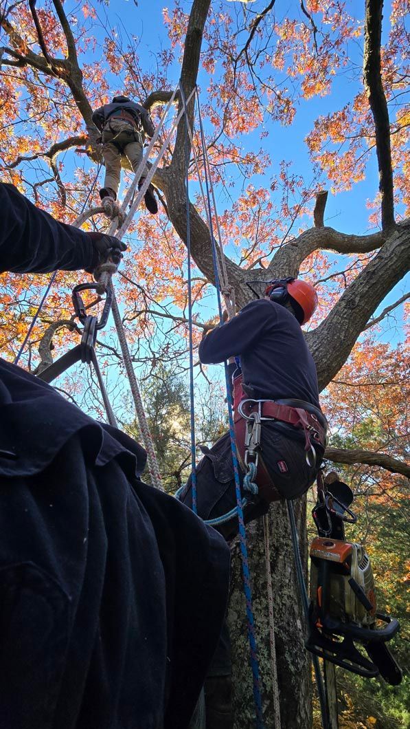 A man is climbing a tree with a chainsaw.