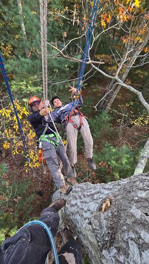 Two men are climbing a tree in the woods.